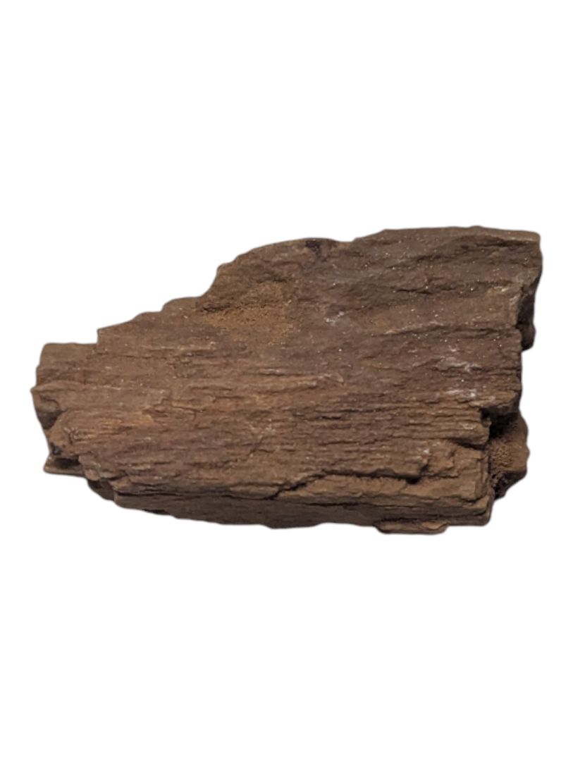 Petrified Wood Specimen