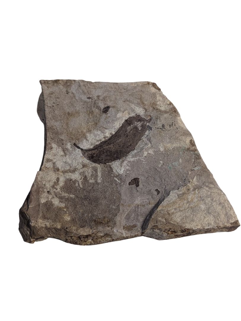 Fossilized Leaf Impression in Shale