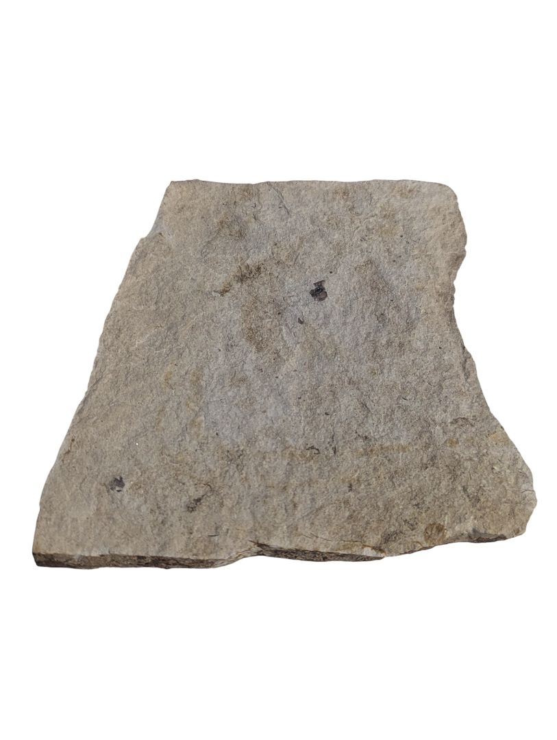 Fossilized Leaf Impression in Shale