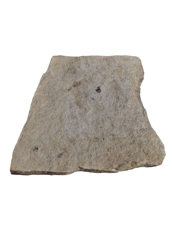 Fossilized Leaf Impression in Shale