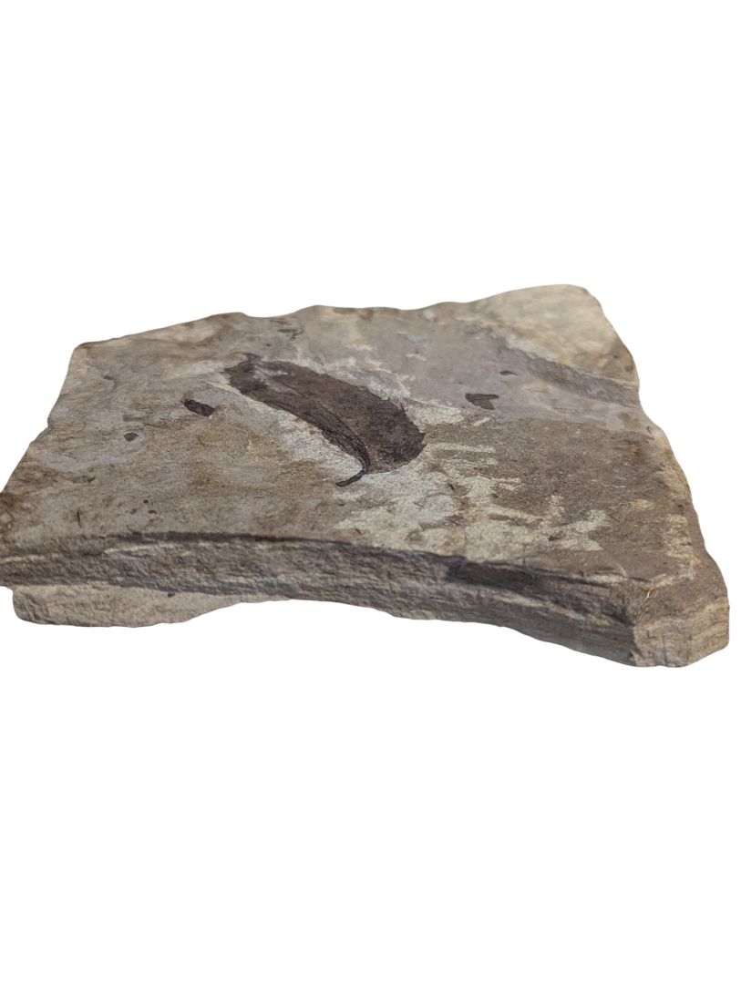 Fossilized Leaf Impression in Shale