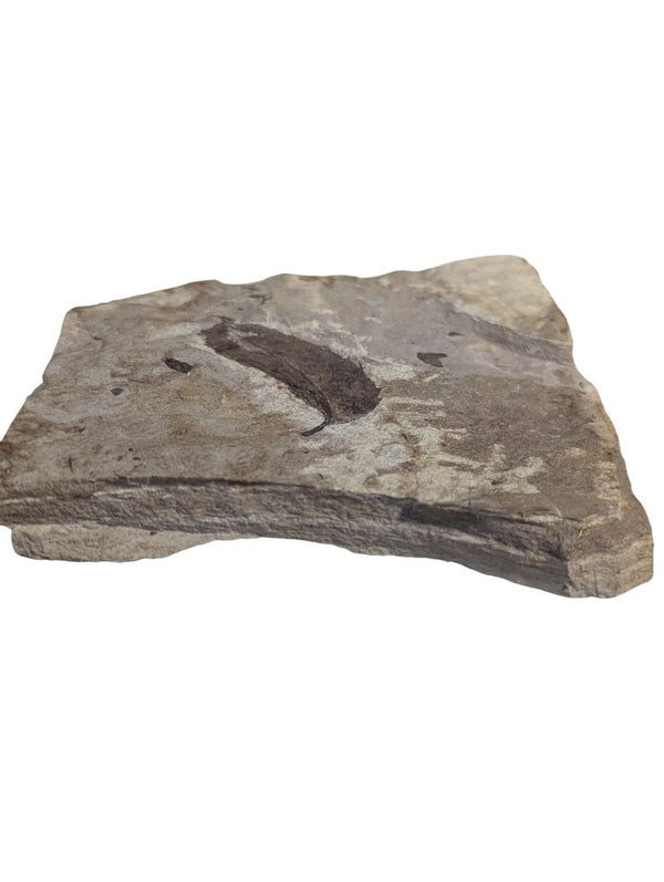 Fossilized Leaf Impression in Shale