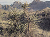 Desert Mountain Landscape Photographic Print