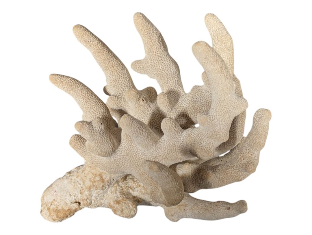 Natural Branching Coral Specimen