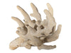 Natural Branching Coral Specimen