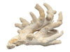 Natural Branching Coral Specimen