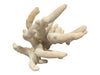 Natural Branching Coral Specimen