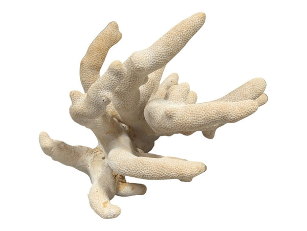 Natural Branching Coral Specimen