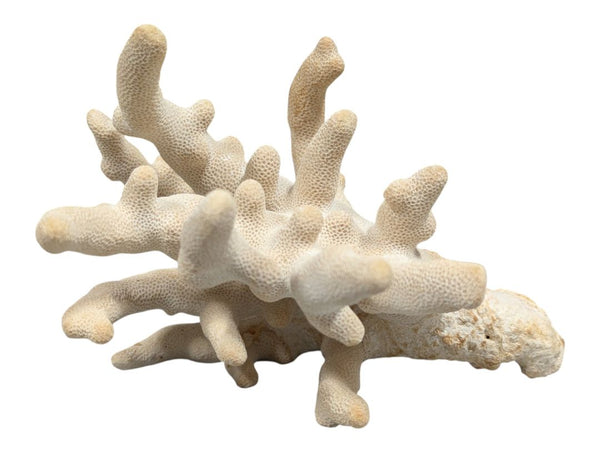 Natural Branching Coral Specimen