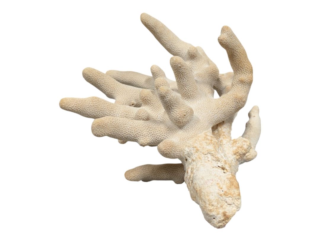Natural Branching Coral Specimen