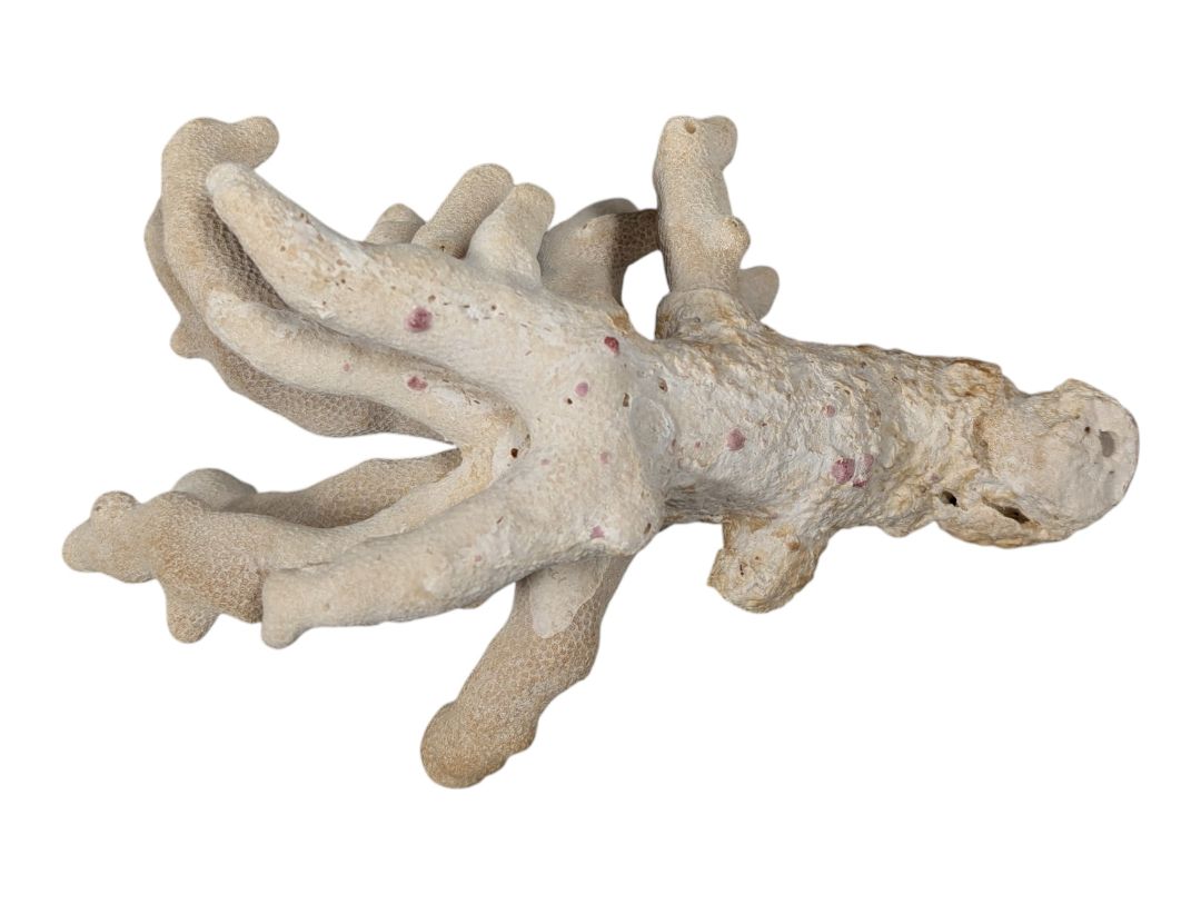 Natural Branching Coral Specimen