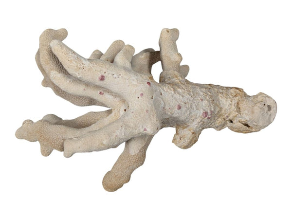 Natural Branching Coral Specimen