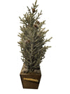 Flocked Cedar Christmas Trees in Wood Planter Box - Holiday Centerpiece